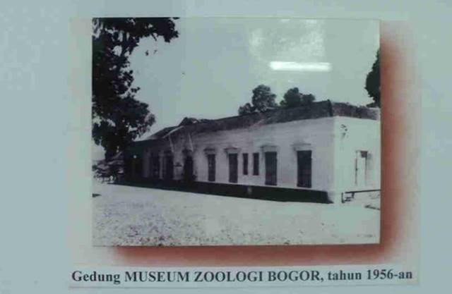 Foto Museum Zoologi Zaman Dulu A