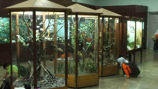 anak-anak ssedang mengamati spesiemen di muzeum zoologi bogor