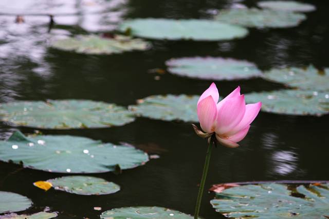 Seroja atau lotus di kolam-danau gunting kebun raya bogor