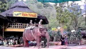 Atraksi gajah di Taman Safari Bogor