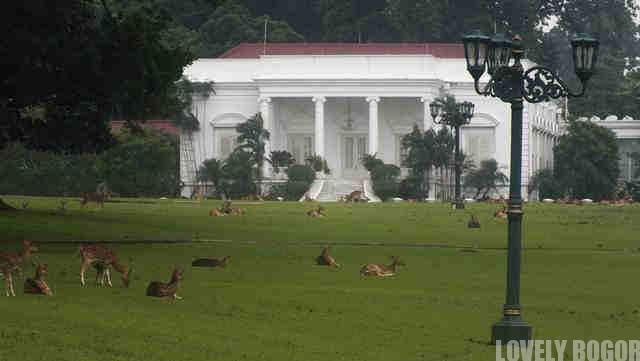 Bogor Palace and The White Spotted Deer