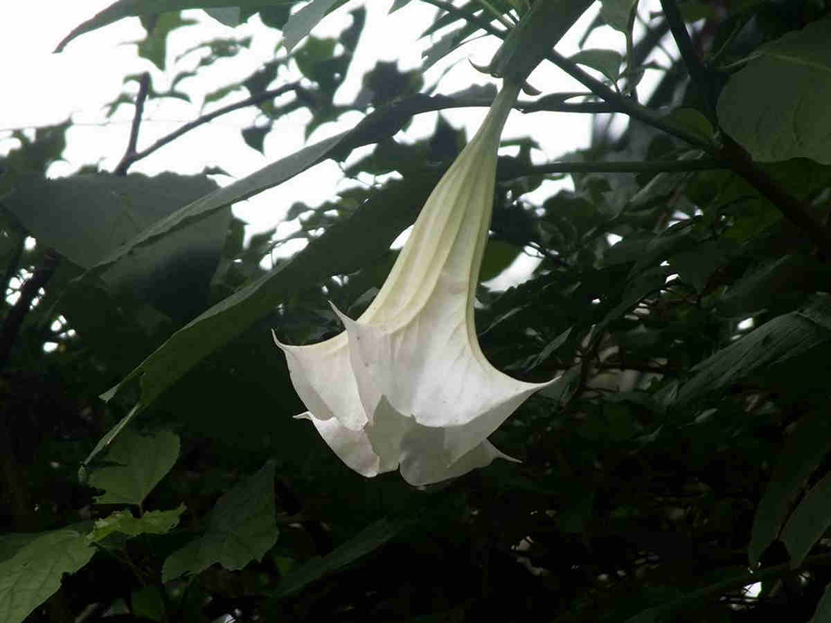 Bunga Terompet - Kecubung Gunung Bogor