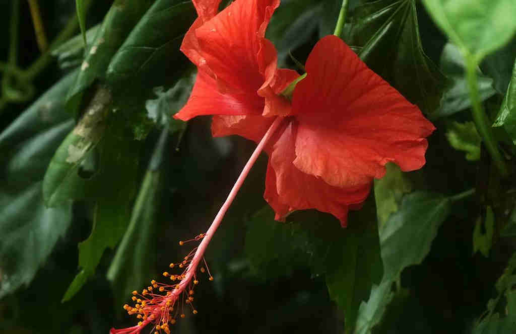 Say It With Flower - Hibiscus