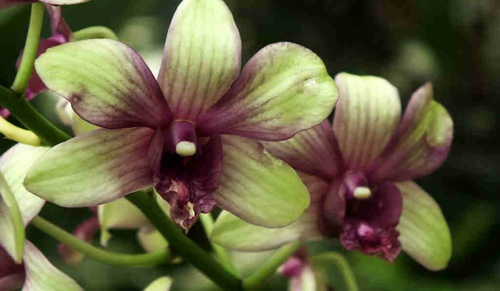 Say It With Flower - Orchid