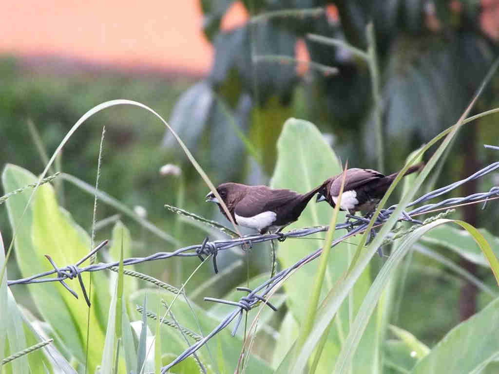 Burung Kecil di Kawasan Puncak Bogor