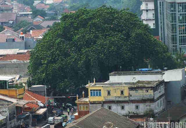 Pohon Beringin Tua Di Alun-alun Empang Bogor
