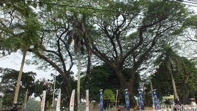 Pohon Tua Raksasa Di Jalan Sudirman Bogor