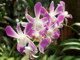 The Orchids 04