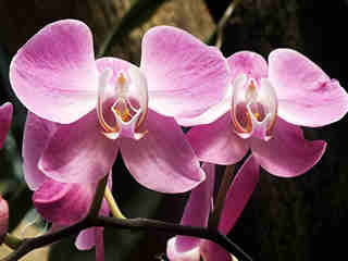 The Orchids 05