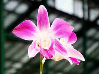 The Orchids 06