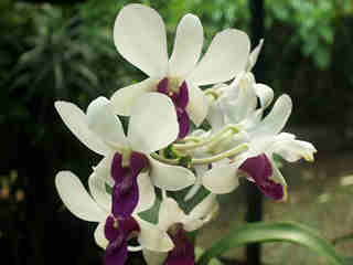 The Orchids 07