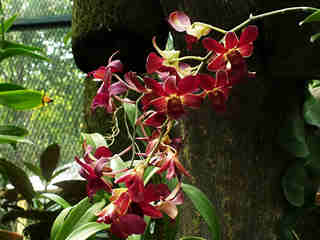 The Orchids 08