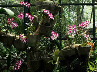 The Orchids 09
