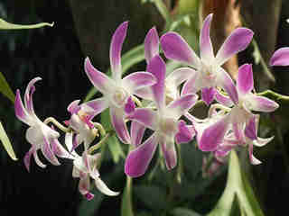 The Orchids 11
