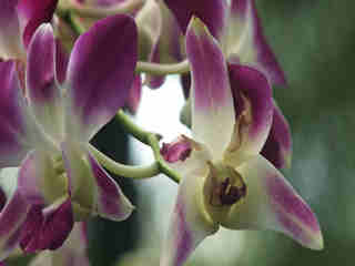 The Orchids 12