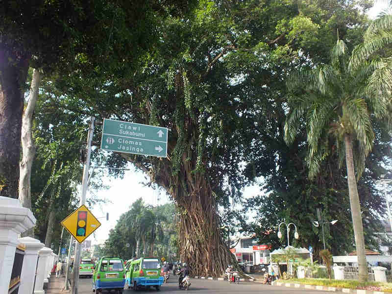Pohon Beringin Angker Bogor