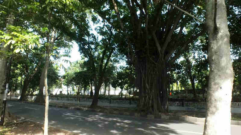 Pohon Beringin Angker Bogor