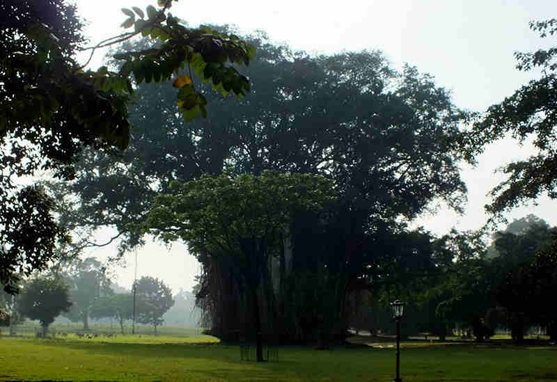 Pohon Beringin di Istana Bogor
