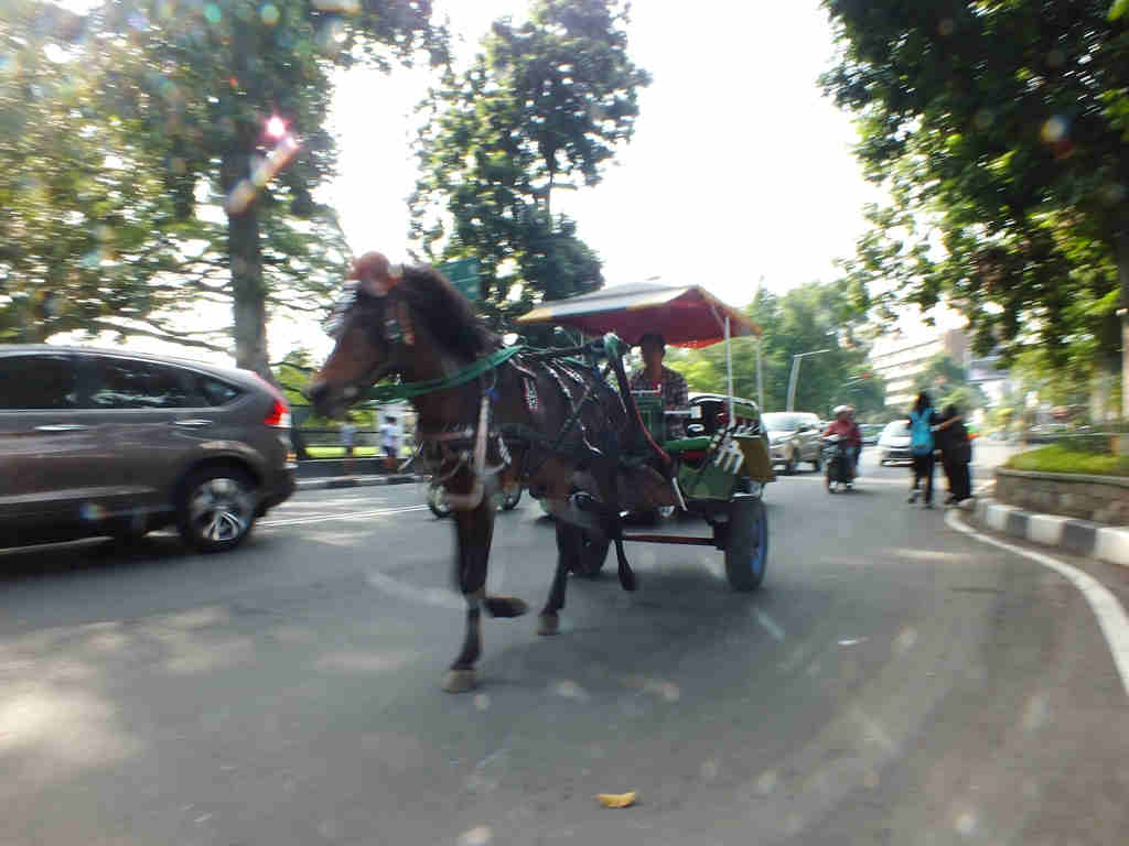 Delman in Bogor