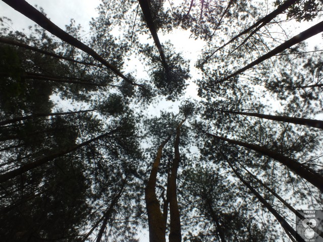 Hutan Pinus Curug Cilember