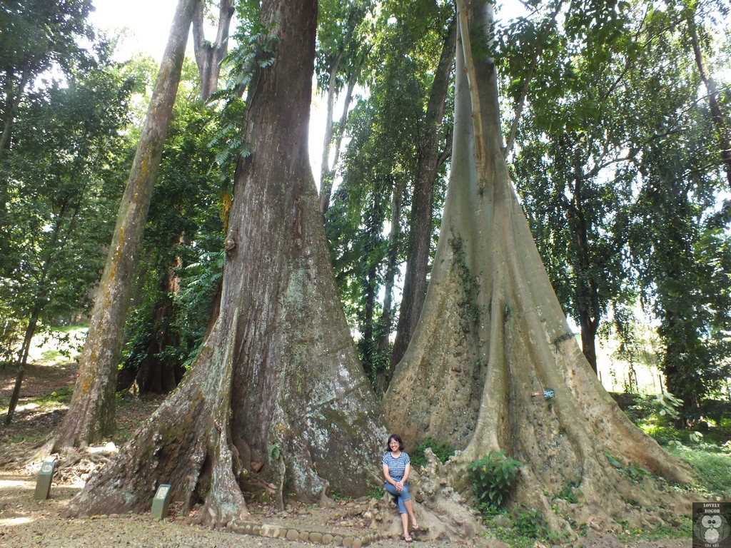Pohon Jodoh Kebun Raya Bogor