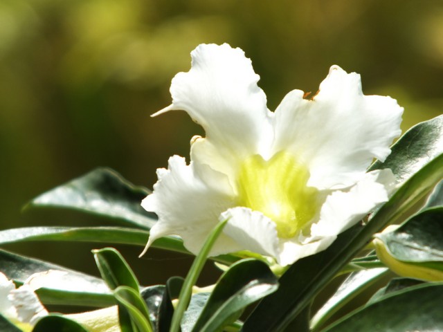 Bunga Kamboja Jepang Adenium