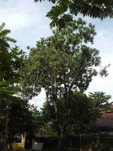 Pohon Bintaro