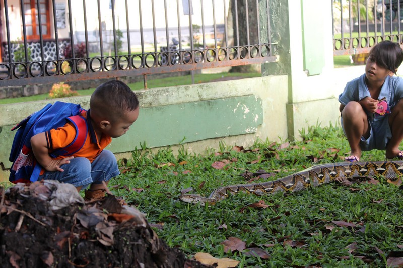 bermain dengan ular di Car Free Day Bogor