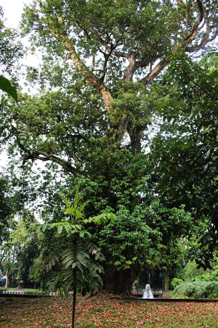 pohon leci tertua di kebun raya bogor - pohon lici tertua di KRB