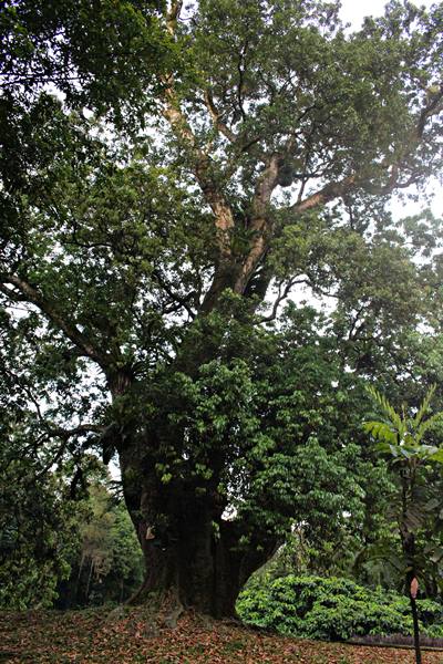 pohon tertua di kebun raya bogor - pohon leci