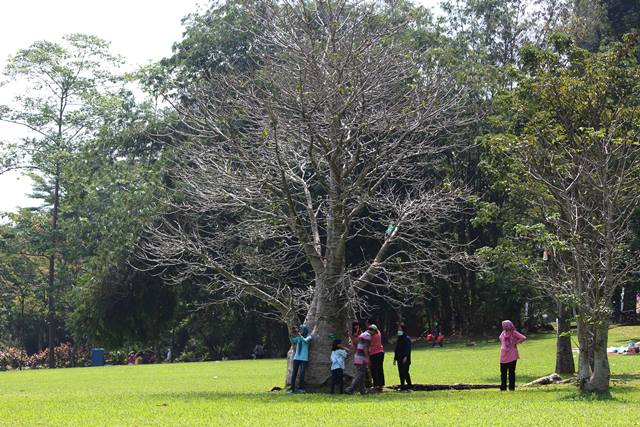 Pohon tak berdaun di Kebun Raya Bogor