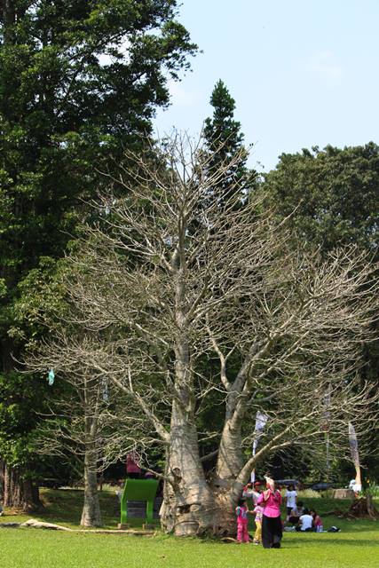 pohon unik tanpa daun di KRB 2