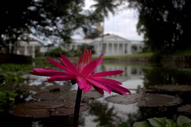 Bunga Teratai dan Istana Bogor
