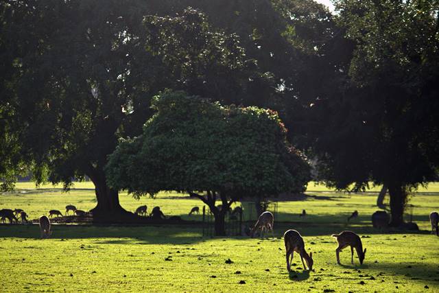 rusa totol sedang makan di bawah pohon c