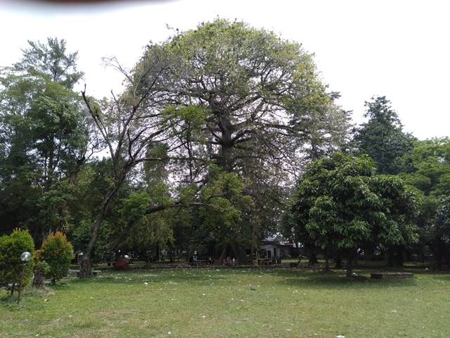 Pohon Kapuk Randu di Pekarangan IPB Baranangsiag