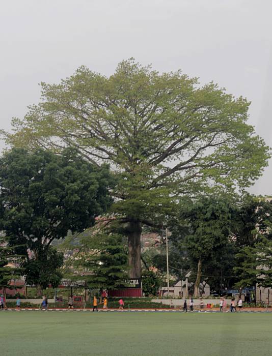 Pohon Kapuk Randu di Sempur Bagus Juga Dijadikan Latar Belakang Foto C