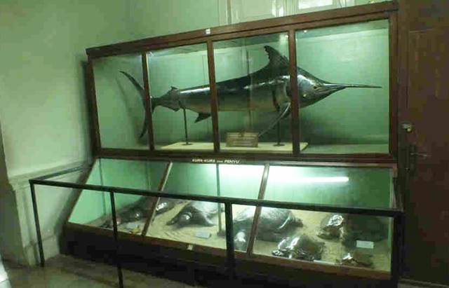 Museum Zoologi Bogor Dalam Foto - Spesimen Ikan dan HewanLaut