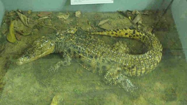 Museum Zoologi Bogor Dalam Foto - Spesimen Reptil
