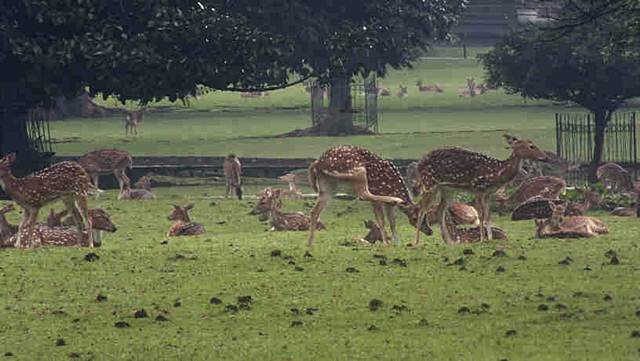 The view of deer in front yard of Bogor Palace