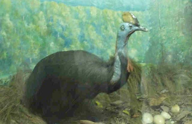 Museum Zoologi Bogor Dalam Foto - Spesimen Burung