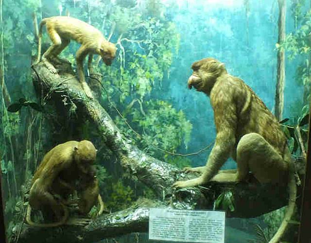 Museum Zoologi Bogor Dalam Foto - Spesimen primata
