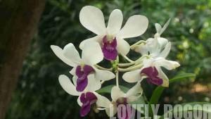 Orchidarium Kebun Raya Bogor