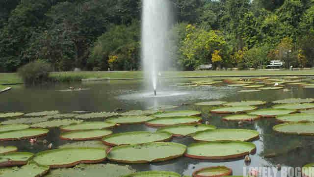The Giant Lotus – Victoria Amazonica