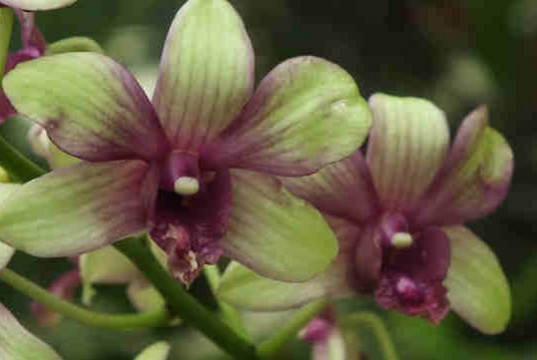 The Orchid House and Orchidarium