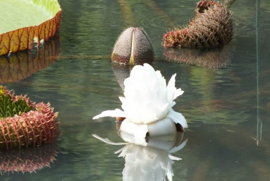 Bunga Teratai Raksasa di Kebun Raya Bogor