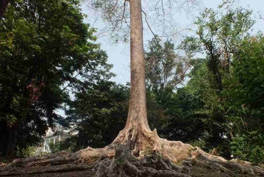 Pohon Tualang - Koompassia Excelsa