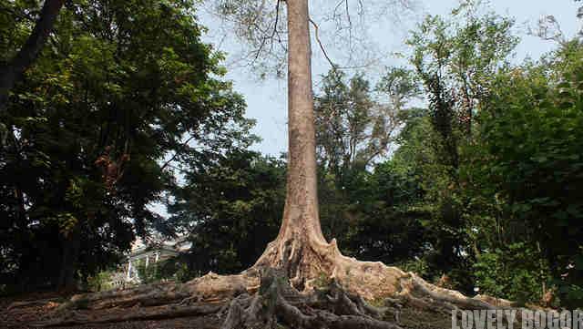 20 Things To See In Bogor Botanical Gardens