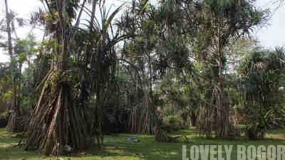 Things to see in Bogor Botanical Garden