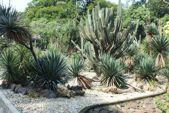 Belati Spanyol di Taman Meksiko Kebun Raya Bogor