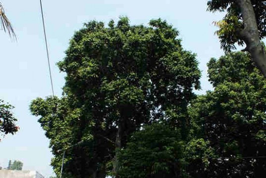 Pohon Kenari di Bogor